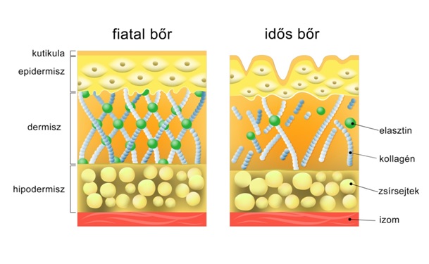 Kollagén és hyaluronsav, a feszes bőr titka?